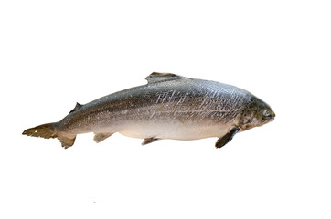 Tuna isolate on white before cutting 
