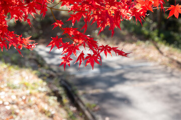 日本の秋の紅葉