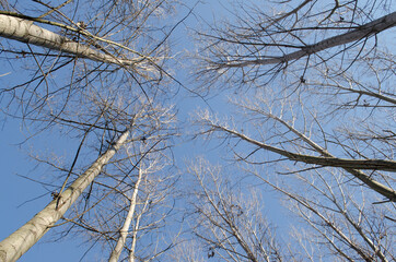 Forest on the bank of the river Danube in Petrovaradin near Novi Sad in the winter.