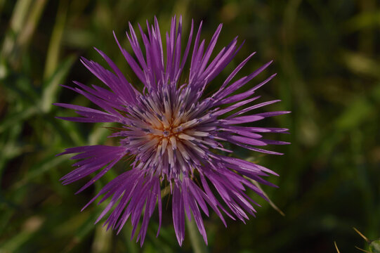 flower, tristle, lilac