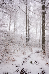 Winterlandschaft im Wald in Deutschland 