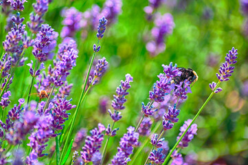 Close up of Bees Pollinating Lavender