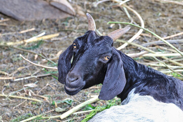 The black goat tilted its neck and looked at the noise from behind.