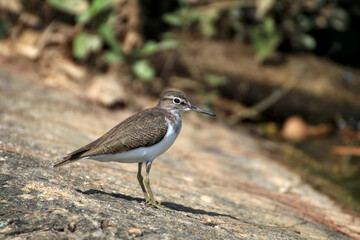 Sandpiper (actitis hypoleucos) is looking for worms and insects.