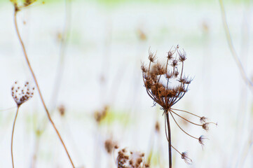 Snow on queen anne lace dried stem