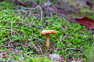 mushroom in the green countryside