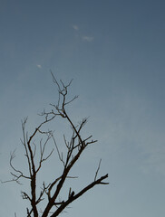 Tree against the sky