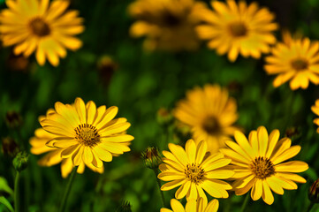 Close up of a bed of yellow Asters