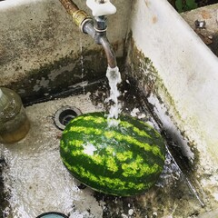 Washing a watermelon