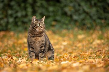 Katze im Herbstlaub