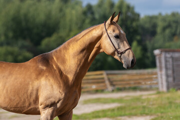Portrait of a beautiful buckskin horse on natural green summer background, head closeup