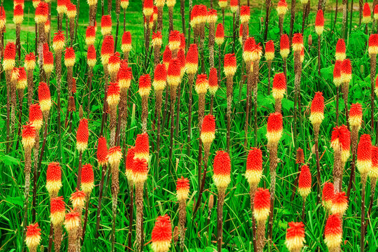 Field of red hot poker flowers