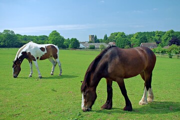 Obraz premium Horses in Field grazing on a Sunny Day