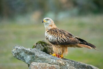 red kite perched on stones