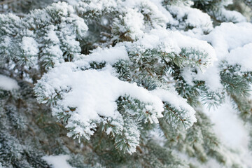 Fir tree branches under snow