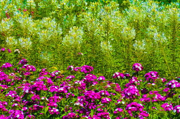 Close up of sweet william flowers in a flowerbed