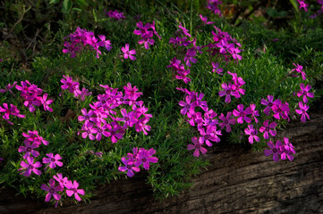 Close up of Phlox in a Garden