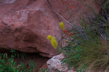 Yellow Goldenrod wildflowers and Indian Paintbrush growing on rocks,  Zion National Park