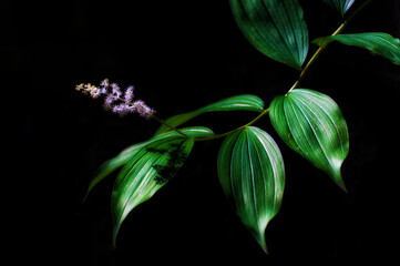 Delicate purple flowers on end of a leafy stem