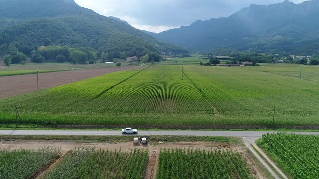 White Classic BMW E30 Driving Near Cornfields On A Countryside Road In Hostalets De Bas, Catalonia, Spain. - aerial sideways