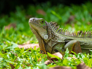 Green Iguana (Iguana Iguana) Large Herbivorous Lizard Staring on the Grass in Medellin, Colombia