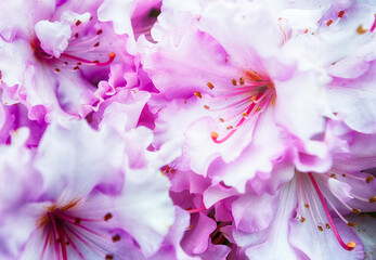 Blooms of a Pink and White Rhododendron