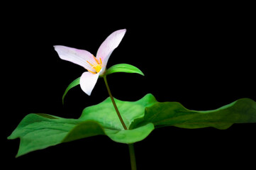 Obraz premium Trillium