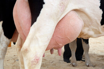 Close-up of a cow's udder, nipples with milk close-up.