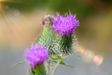Beautiful thistle flowering plant in close-up with soft bokeh background.