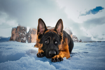 German shepherd dog laying down on the snow in front of the Three Peaks of Lavaredo, Italian Dolomites, Dolomites UNESCO