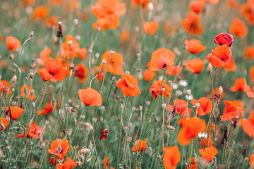 Field of poppies in summertime, shallow depth of field, red flowers © Cecilia