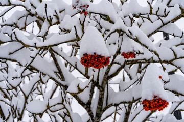 Italy, Trentino, Andalo - 8 December 2020 - The red berries do not lose their vibrant color even under the snow