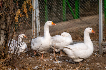 geese on the farm