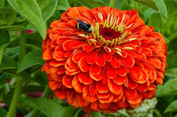 Close up of a full bloom Zennia