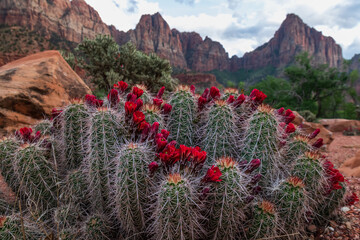 Claret Cup Cactus with red flowers, Zion National Park background