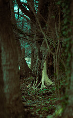 Tajemnice lasu. Drzewa nad wodą, samotne drzewa. Most w lesie.