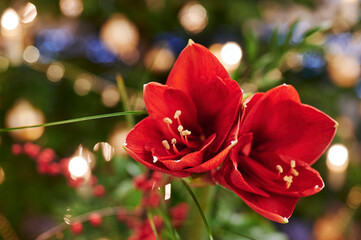 Bouquet of red Amaryllis (Amaryllidaceae), plant genus St. Joseph's lilies (Hippeastrum), in front of unfocussed lamps.