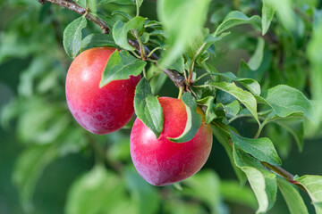 Agriculture, two ripe red plums