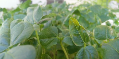 close up of microgreens leaf