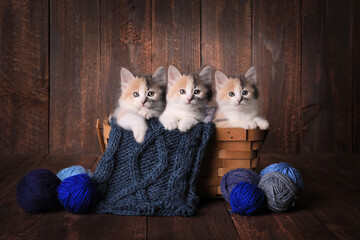 Three Adorable Calico Kittens in a Basket of Knitting Yarn on Wooden Background