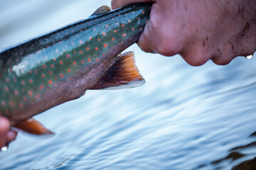 Dolly Varden Colors © pattersonic