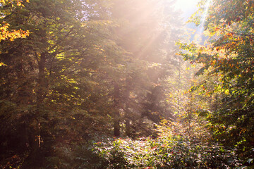 Obraz premium sun rays in the forest