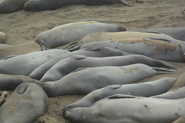Leoni marini spiaggiati