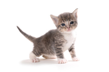 Cute Expressive Kitten Isolated on a White Background