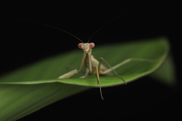 Green Praying Mantis on Black Background