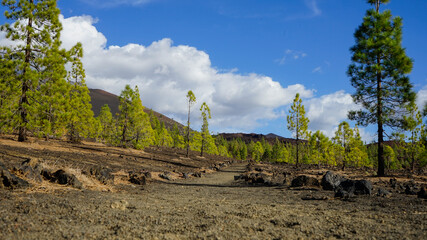 Paisaje de pinos en tierra volcánica 