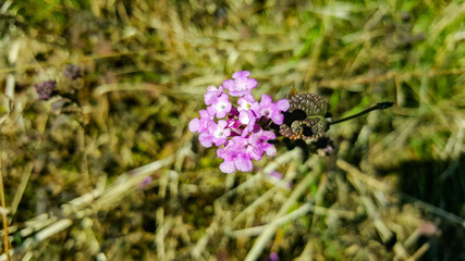 Semplicità nel prato