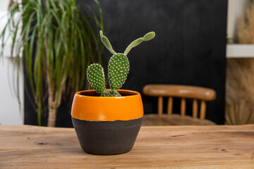 cactus in a hand made colorful ceramic pot
