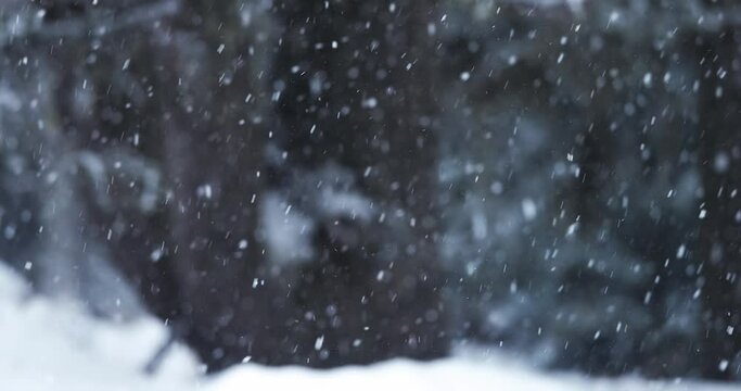 Falling snow in the woods