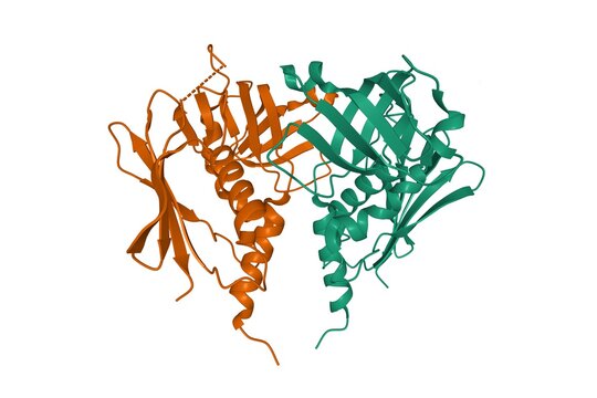 Structure of Streptococcus jejuni exotoxin J, 3D cartoon model isolated, white background